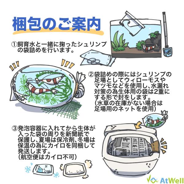 レッドビーシュリンプ モスラ5匹 |  | 06