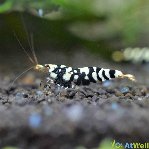 ブラックタイガーシュリンプ✨50匹✨