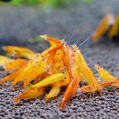 オレンジチェリーシュリンプ 10匹 1匹補償サービス付き Or002 Atwell アットウェルyahoo 店 通販 Yahoo ショッピング
