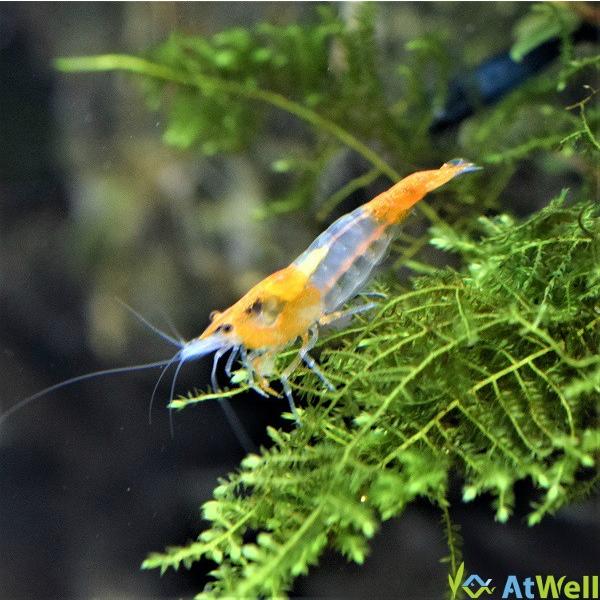 オレンジルリーシュリンプ 10匹 1匹補償サービス付き Orili001 Atwell アットウェルyahoo 店 通販 Yahoo ショッピング