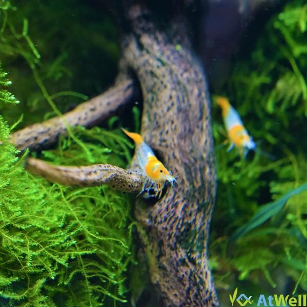 オレンジルリーシュリンプ 10匹(＋1匹補償サービス付き) : AtWell