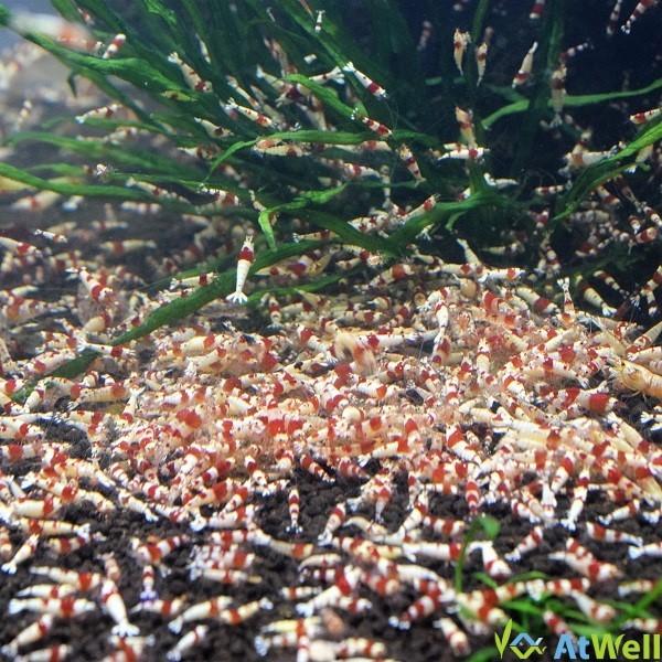 レッドビーシュリンプ若個体MIX 20匹（+1匹事前補償付き） |  | 01