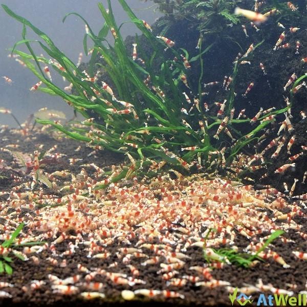 レッドビーシュリンプ若個体MIX 20匹（+1匹事前補償付き） |  | 02