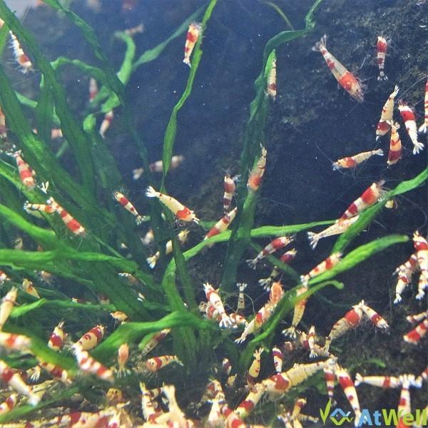 レッドビーシュリンプ若個体MIX 20匹（+1匹事前補償付き） |  | 03