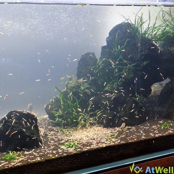 レッドビーシュリンプ若個体mix 匹 1匹補償サービス付き お一人様1点まで Rb002 Atwell アットウェルyahoo 店 通販 Yahoo ショッピング