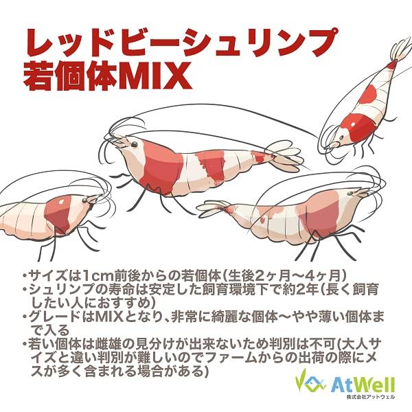 レッドビーシュリンプ若個体MIX 20匹（+1匹事前補償付き） |  | 05