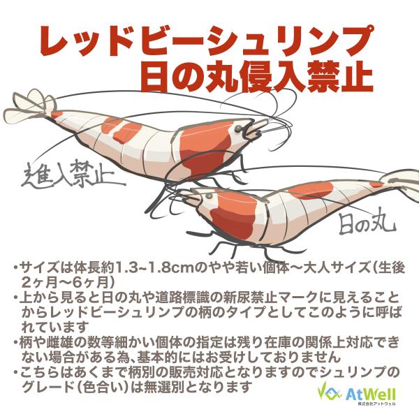 レッドビーシュリンプ(日の丸)40匹 送料無料!!＞レッドビーシュリンプ[日の丸or進入禁止柄] 3ペア＝6