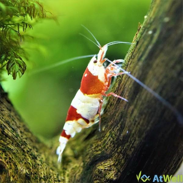 レッドビーシュリンプ ハイグレードMIX 5匹 : AtWell アットウェル