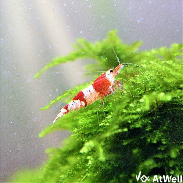 初心者にもおすすめ 人気no 1定番シュリンプ ギガランキングｊｐ