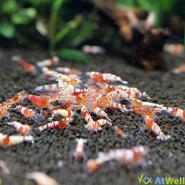 レッドファンシータイガーシュリンプ 5匹 Rft001 Atwell アットウェルyahoo 店 通販 Yahoo ショッピング