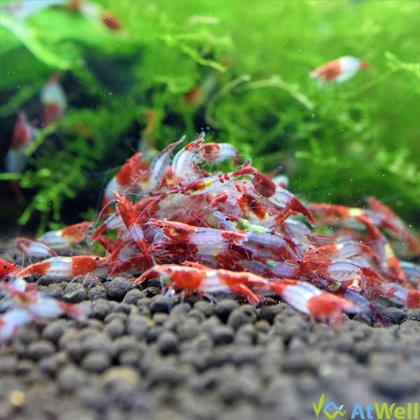 レッドルリーシュリンプ 匹 1匹補償サービス付 Rrili001 Atwell アットウェルyahoo 店 通販 Yahoo ショッピング