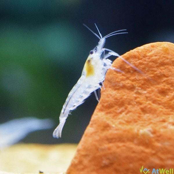 スノーホワイトチェリーシュリンプ スノーホワイト・シュリンプ<エビ解説> | AQUALASSIC