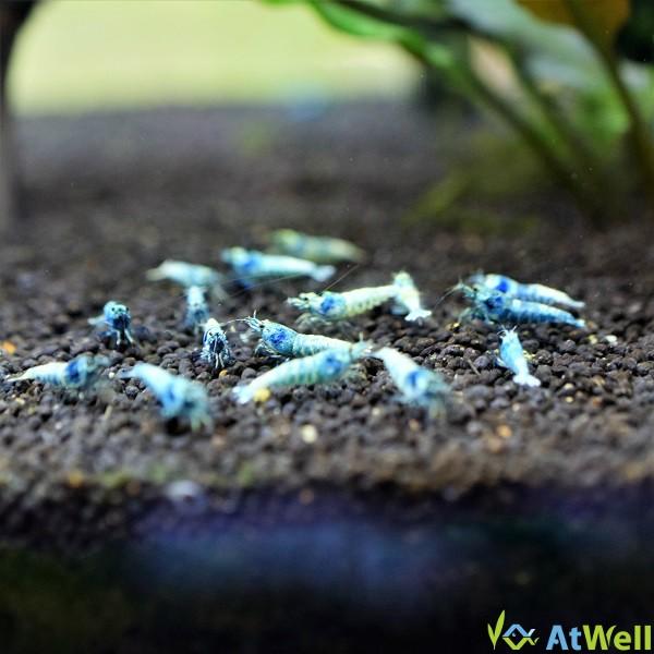 【発送対応可能！】　ターコイズシュリンプ　５匹５０００円 ターコイズシャドーシュリンプ 5匹 : AtWell アットウェルYahoo!店