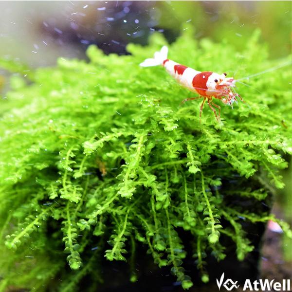 無農薬】水草 ウィーピングモス玄武岩付き : AtWell アットウェルYahoo