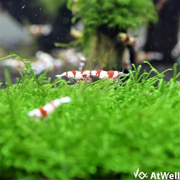 無農薬】ウィローモスマット(縦横約9.0cm) : AtWell アットウェルYahoo