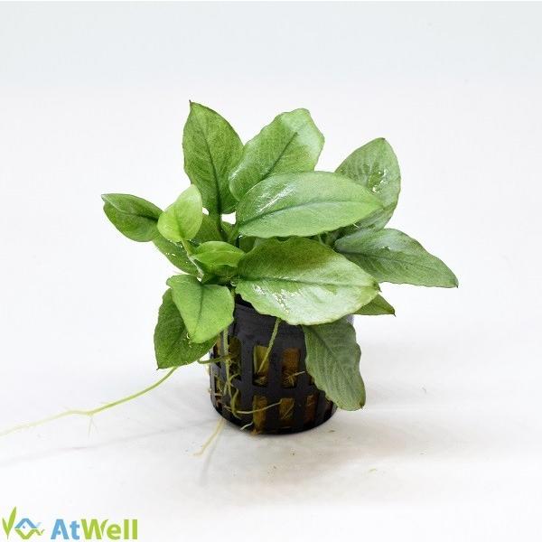 アヌビアスspジェイド(水上葉) POT入り | 