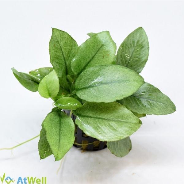 アヌビアスspジェイド(水上葉) POT入り |  | 01