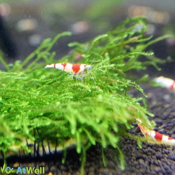 無農薬】ウィローモスマット タイル付き : AtWell アットウェルYahoo