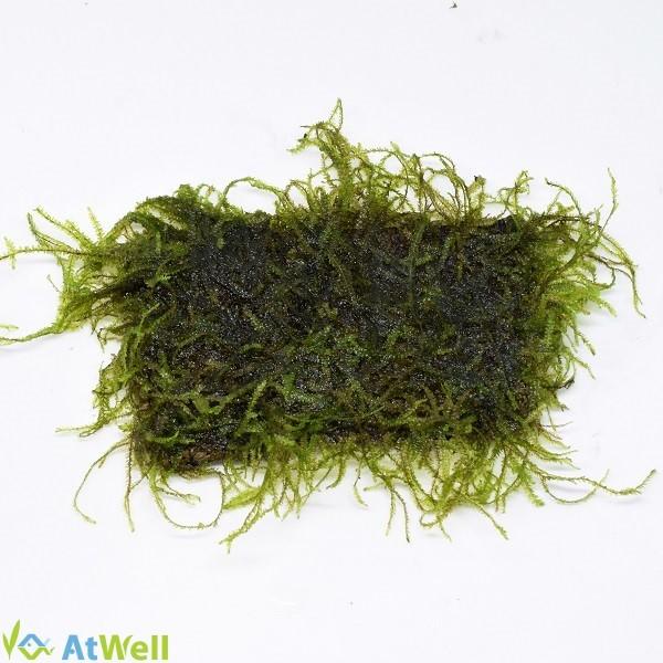 無農薬】ウィローモスマット タイル付き : AtWell アットウェルYahoo