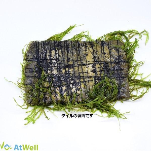 無農薬】ウィローモスマット タイル付き : AtWell アットウェルYahoo