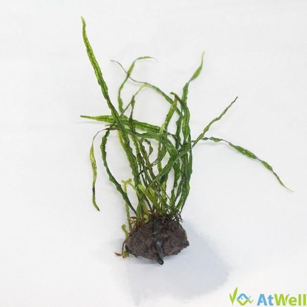 無農薬】ミクロソリウム本ナローリーフ ミニ溶岩石付き : AtWell
