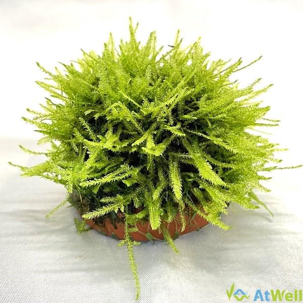 ウイローモス ウィローモス 60g-70g 水草 無農薬 水草