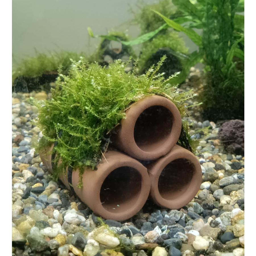 無農薬】ウィローモスハウス 3部屋（土管タイプ） : AtWell アット