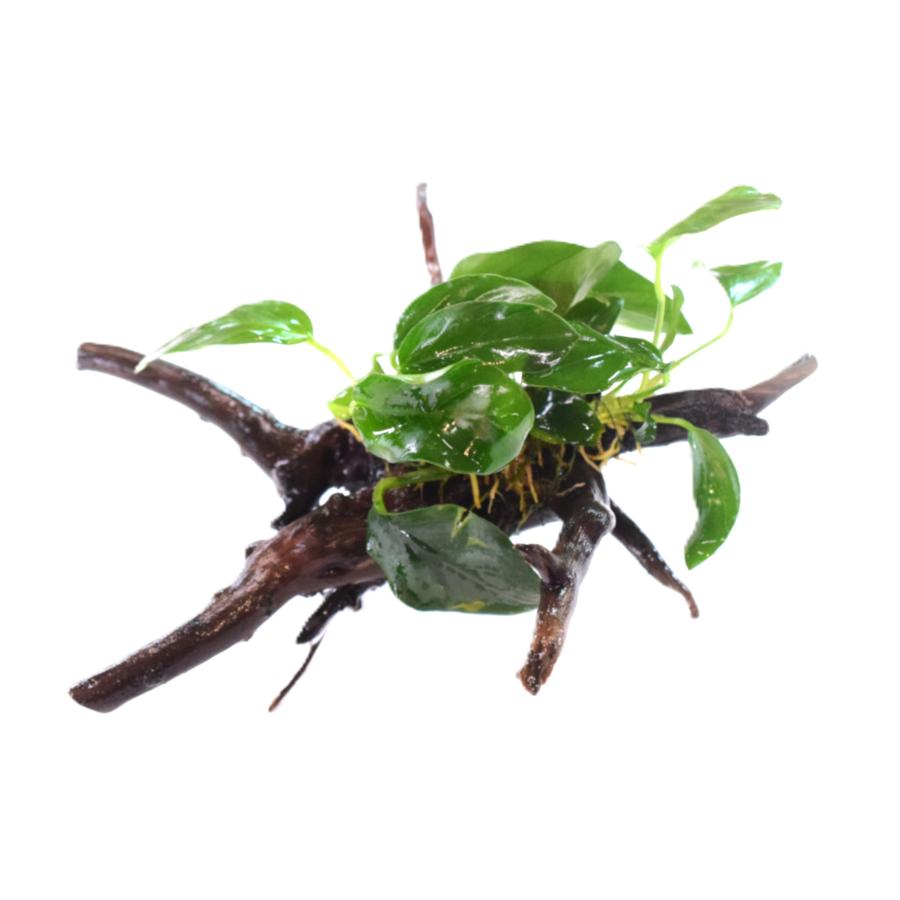 AtWell】 水草 アヌビアス バルテリー ナナ 枝状流木 Sサイズ(約15cm
