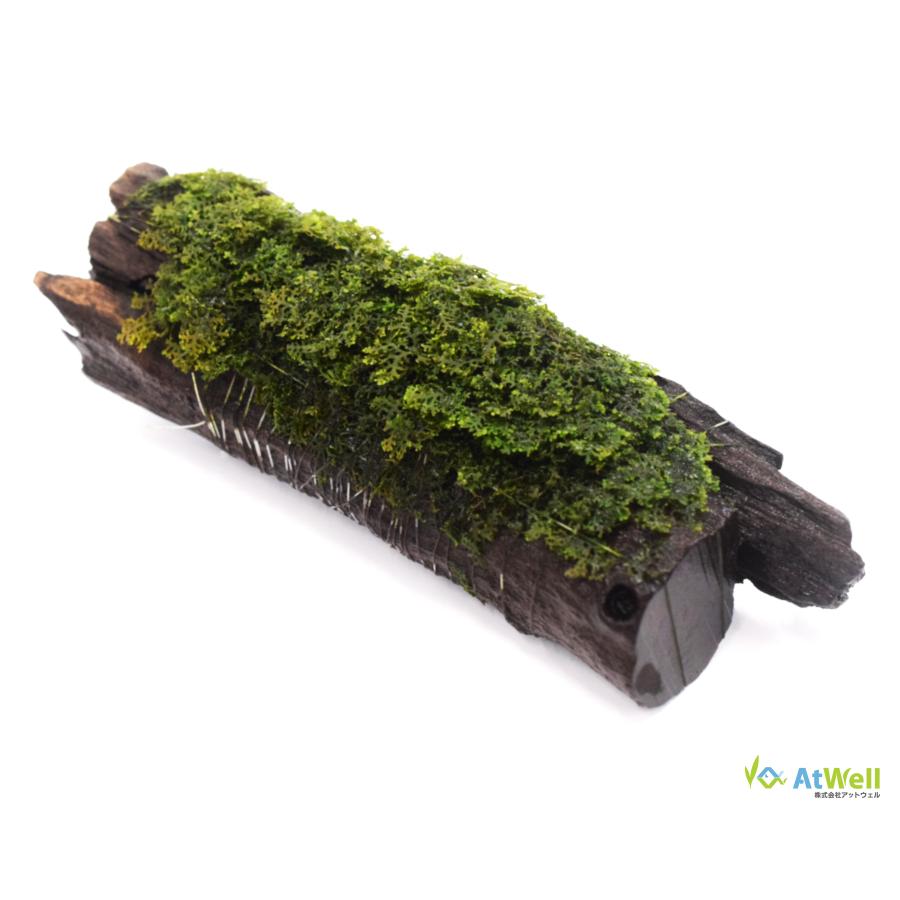 AtWell】 水草 プレミアムグリーンモス付き流木（無農薬） : AtWell