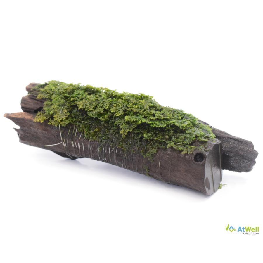 AtWell】 水草 プレミアムグリーンモス付き流木（無農薬） : AtWell