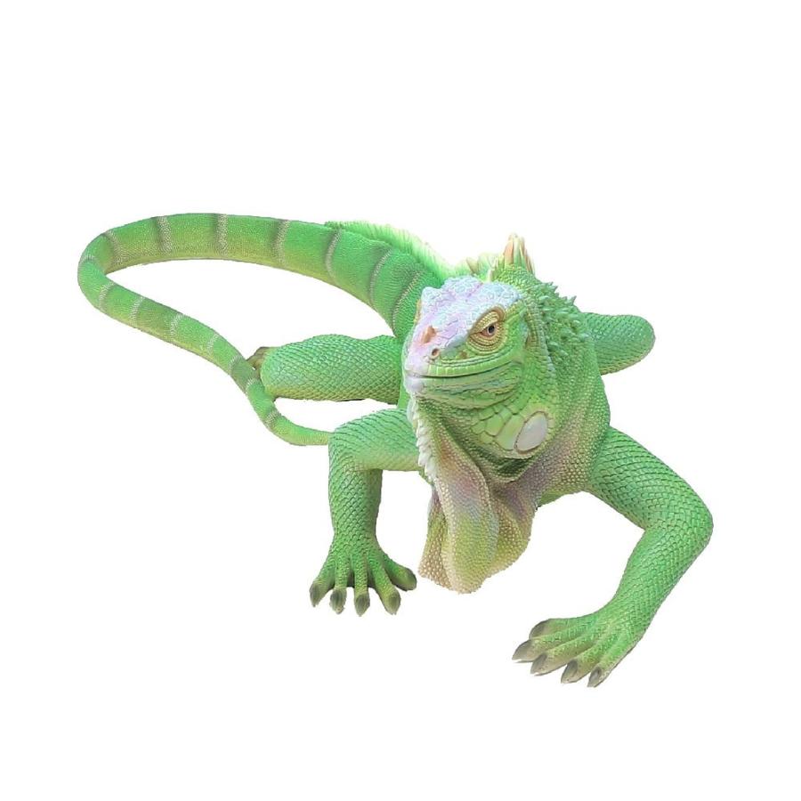 紅石 イグアナ Qy 154 50cm オーナメント 爬虫類 トカゲ オブジェ インテリア 玄関先 ガーデニング ガーデン 雑貨 置物 Iguana Qy 154 ガーデン屋 Yahoo 店 通販 Yahoo ショッピング