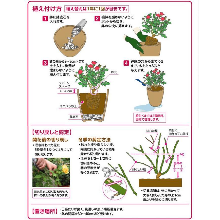 花ごころ ミニバラの土 ２ｌ カワイイ花が次々と 海藻成分配合 元肥入り ミニバラが丈夫に育つ土 培養土 園芸用土 ガーデニング 専用土 Minibaranotucih2l ガーデン屋 Yahoo 店 通販 Yahoo ショッピング