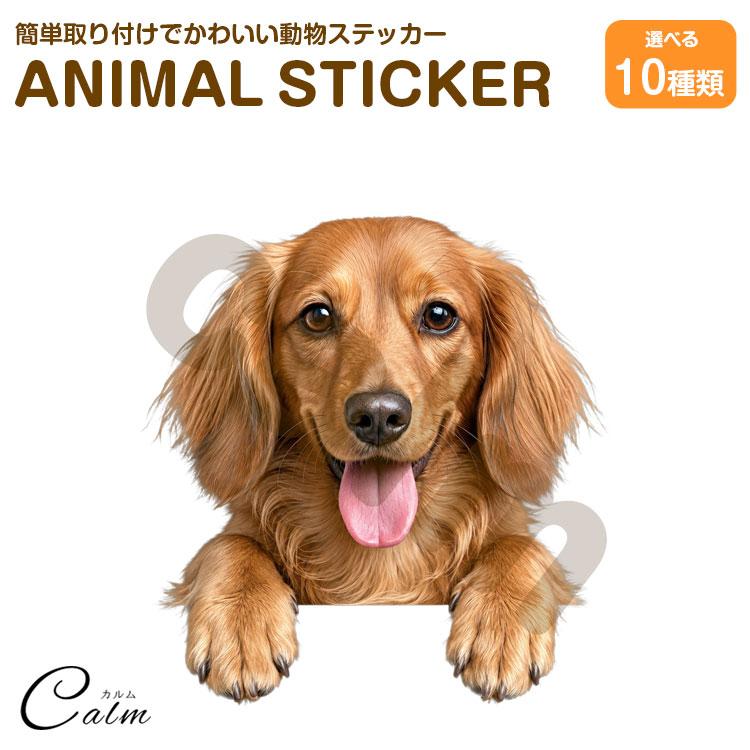 犬 ステッカー ダックスフンド 覗き見る犬 かわいい 動物 アニマル