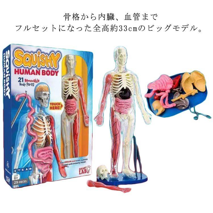 立体パズル 知育玩具 人体模型 4D 人体解剖 全身 解剖スケルトンモデル