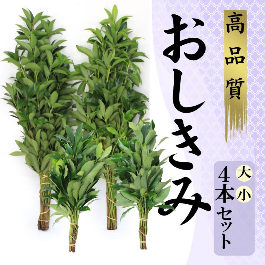 お盆 彼岸 生花のしきみ しきび 大 80cm 小 40cm 4束セット 樒 はなしば ハナシバ Fb Sikimi 02 あぼんりーの花 通販 Yahoo ショッピング