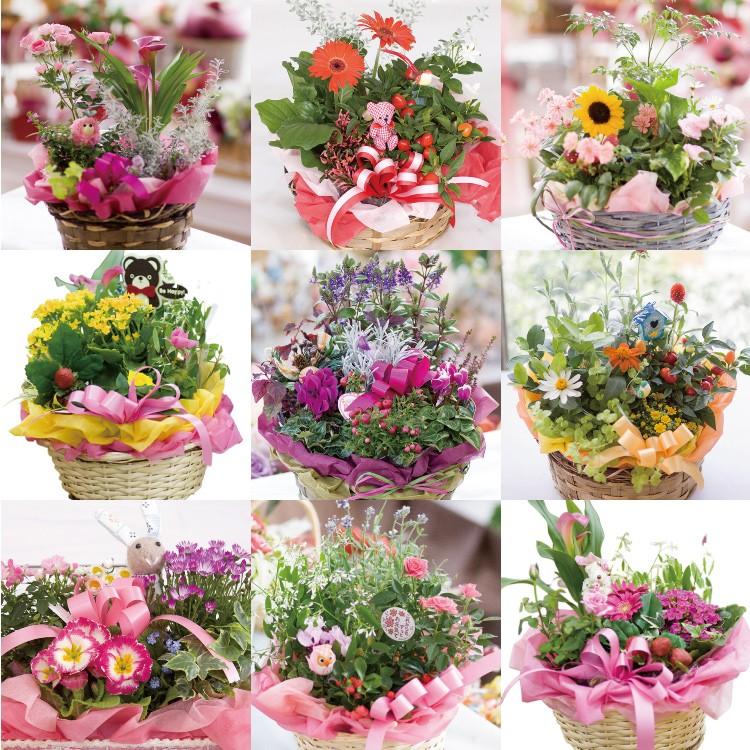 卒業 送別 季節のお花 おまかせフラワーバスケット Sサイズ 寄せかご 寄せ鉢 誕生日プレゼント 結婚記念日 退職祝い 贈り物 お祝い ギフト Pm 01 あぼんりーの花 通販 Yahoo ショッピング
