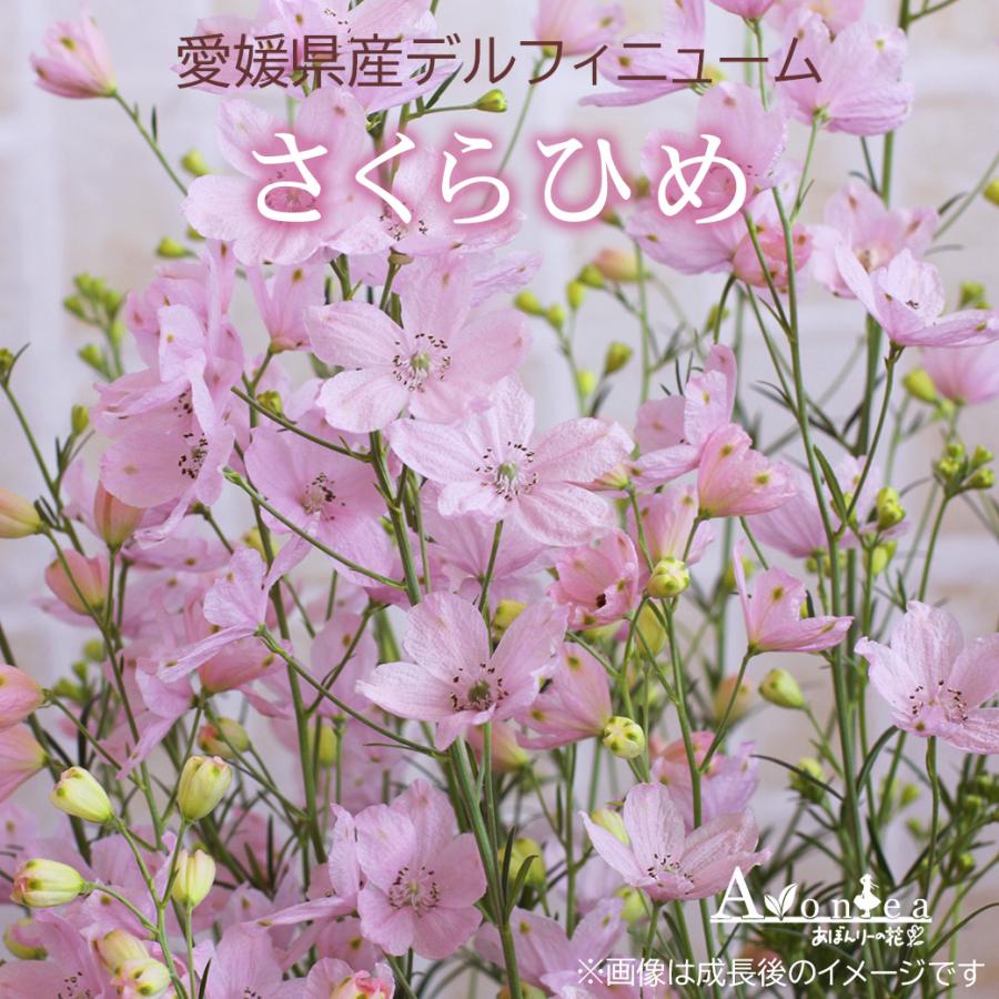 愛媛県産 デルフィニュウム ピンク さくらひめ ポット苗 3 5号 3個セット Sakurahime 3 あぼんりーの花 通販 Yahoo ショッピング