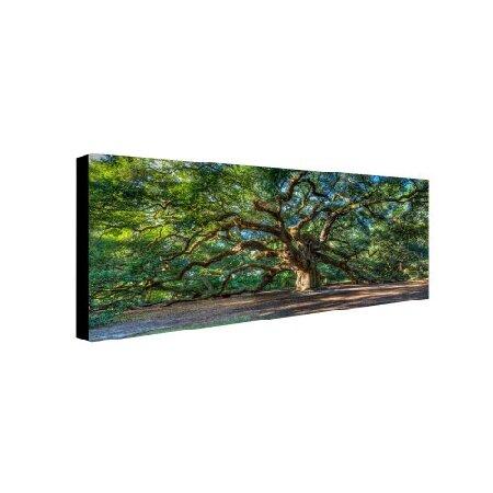 Trademark Fine Art Angel Oak Charleston Pierre Leclerc キャンバスウォールアートワーク 24 by 47-Inch PL0001-C2447GG_1