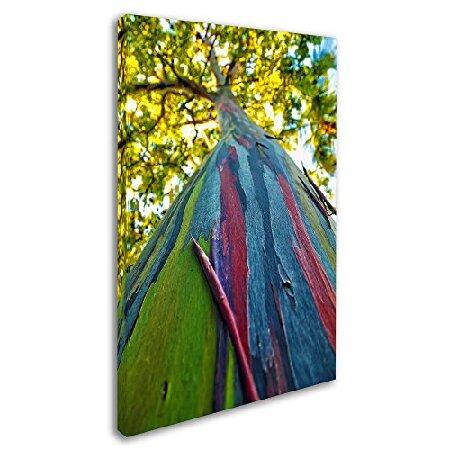 Trademark Fine Art MZ0356-C2232GG Rainbow Eucalyptus Tree by CATeyes， 22x32-Inch， 22 in x 32 in