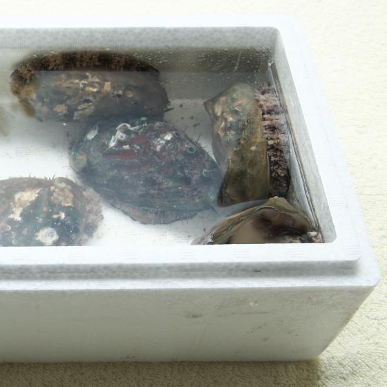 オンラインショッピング 生きているから肝までお刺身品質 活あわび Mサイズ ギフト500g Globescoffers Com