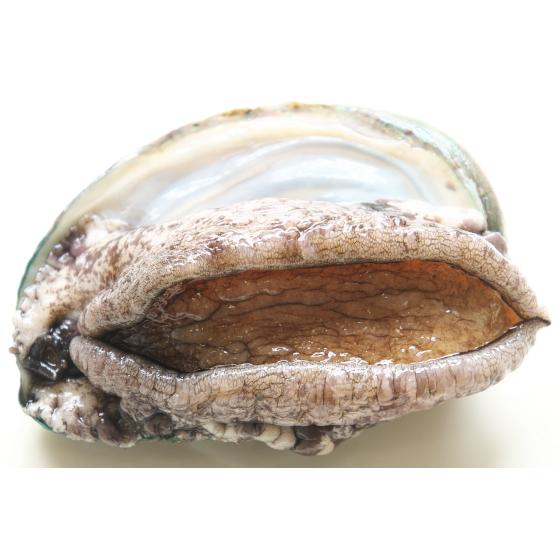 オンラインショッピング 生きているから肝までお刺身品質 活あわび Mサイズ ギフト500g Globescoffers Com