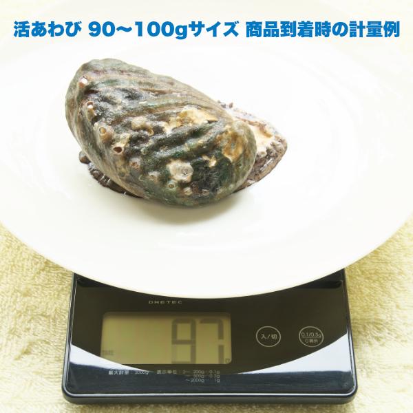 生きているから肝までお刺身品質 活あわび Mサイズ 1kg｜awabiyamarusa｜04