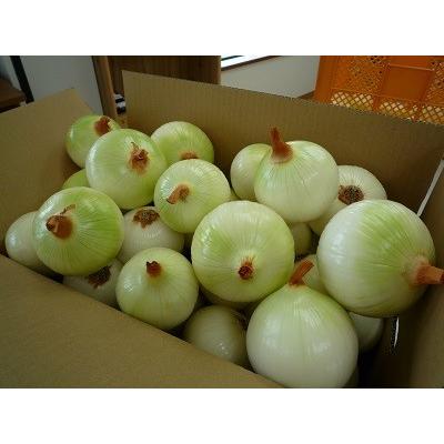 淡路産 むき玉ねぎ 20キロ つる付き・下カット 皮をむく手間が省ける