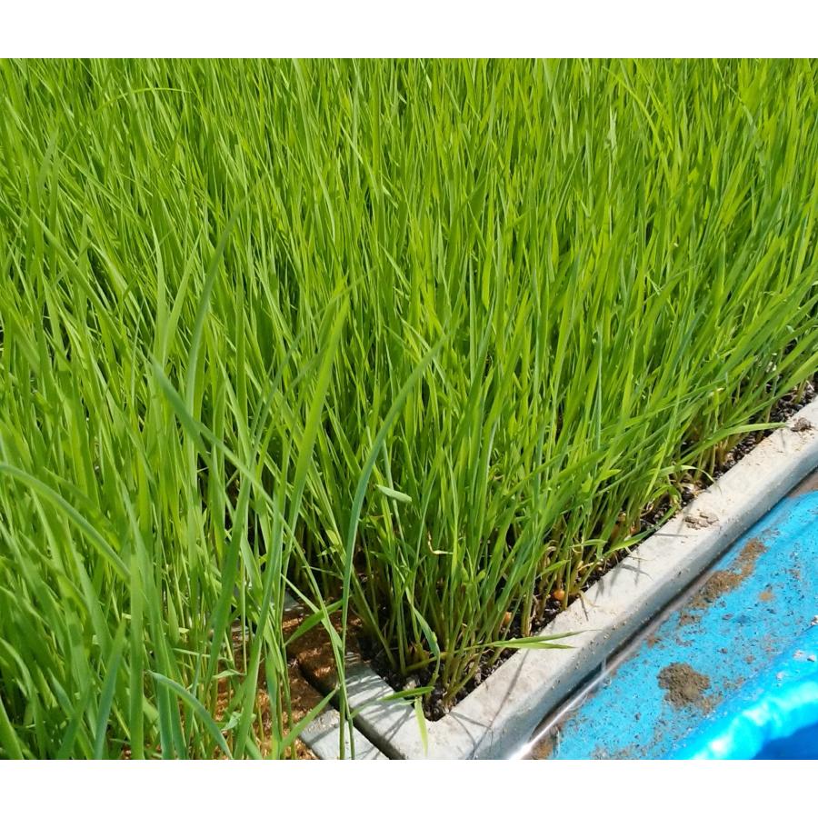 コシヒカリ 玄米30kg 2024年産 淡路夢ヒカリ 淡路夢ファーム コシヒカリ 玄米30kg 2024年産 淡路夢ヒカリ 淡路夢ファーム