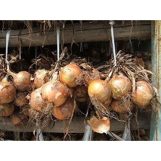 淡路島 玉ねぎ 2.5kg 2025年産＊地域限定送料無料でお届けいたします