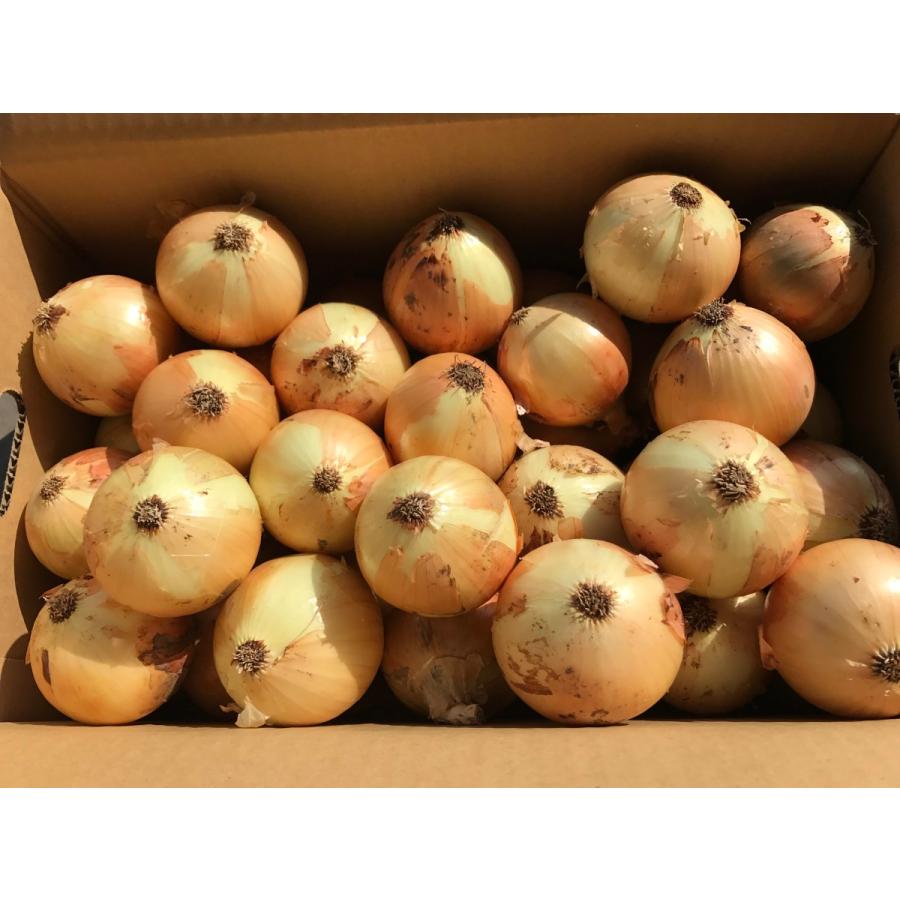 令和7年産淡路島玉ねぎ 最高品種「ターザン」 5キロ : 竹川ファーム