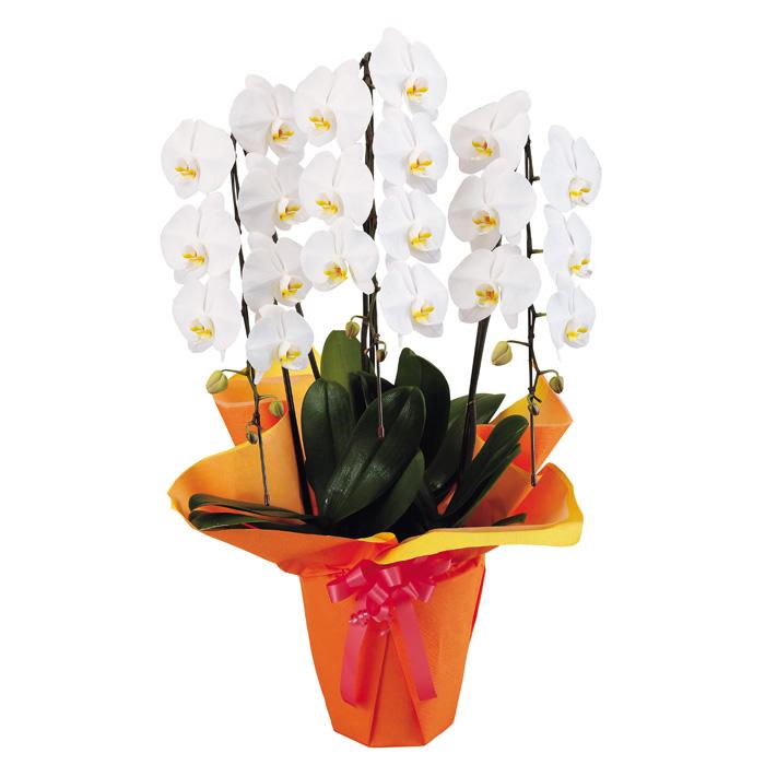 最新コレックション 胡蝶蘭 3本立ち 陶器鉢 ラッピング 27輪 白系 新品本物 Www Gran Gusto It