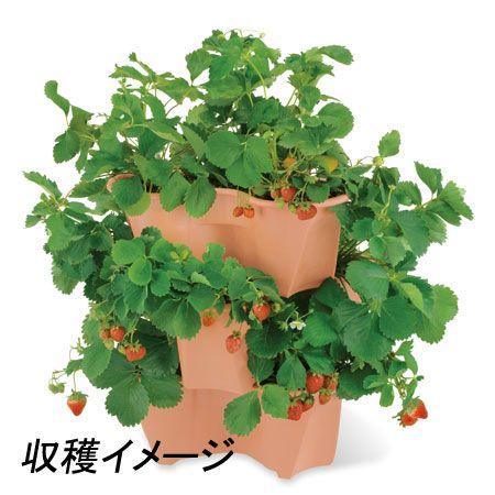 イチゴ栽培セット ハーベリーポット アヤハディオネットショッピング 通販 Yahoo ショッピング