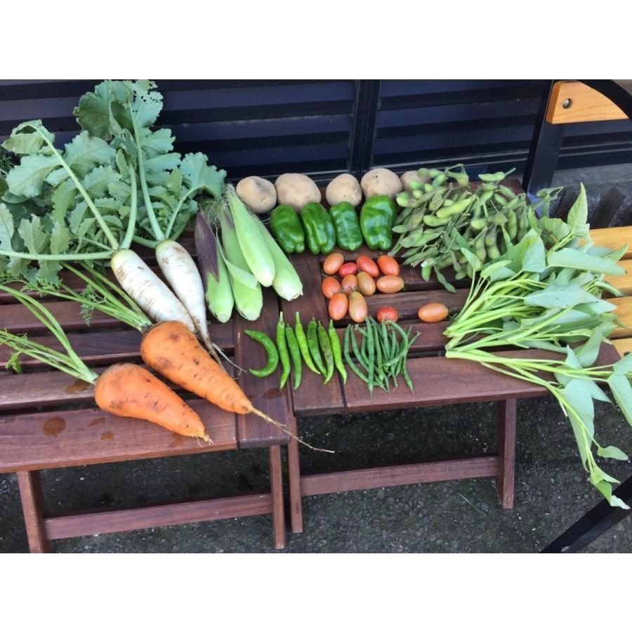 農家直送】季節の無農薬野菜セットM 8〜10品 【送料込】 : 無農薬野菜