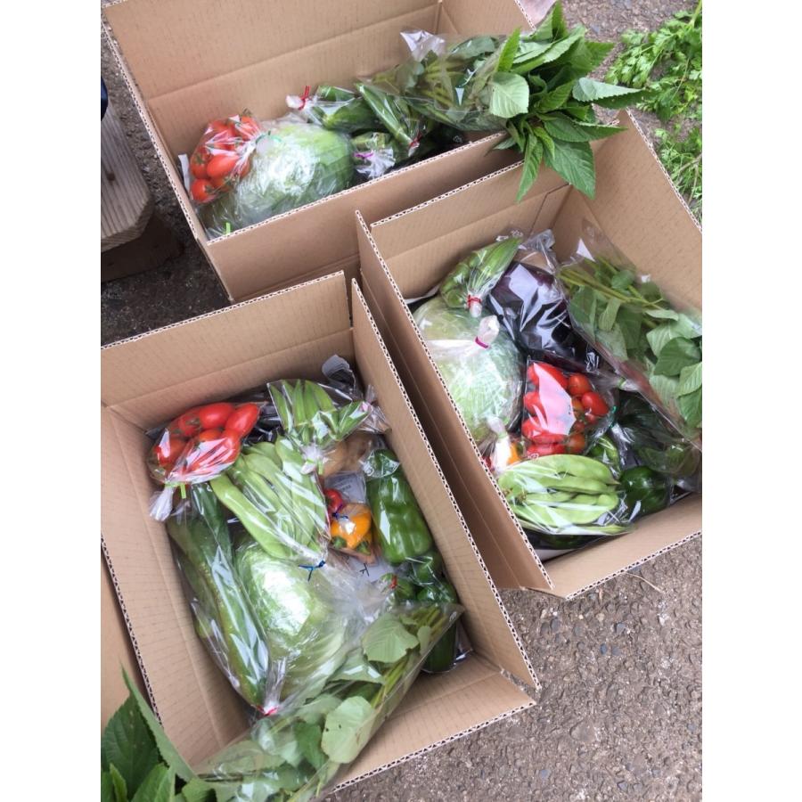 農家直送】季節の無農薬野菜セットM 8〜10品 【送料込】 : 無農薬野菜